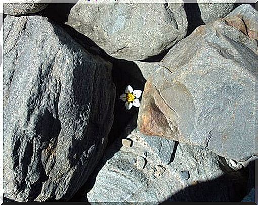 daisy-and-stones