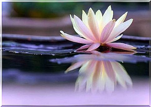 Beautiful water lily flower floating on the water.