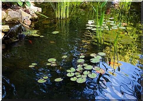 Pond with water lilies and aquatic plants.