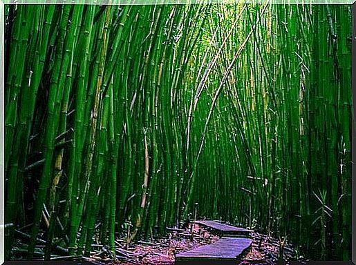 Path between bamboo plants