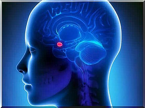 Amygdala in the human brain.