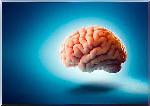 Brain on light blue background