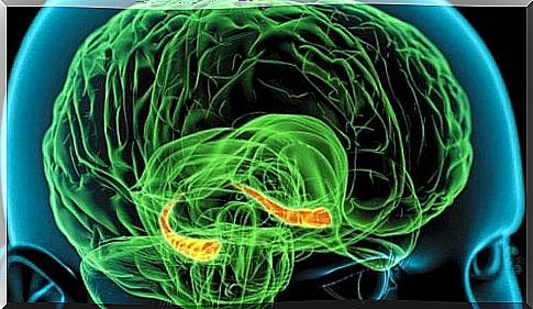 Image that highlights the hippocampus within the human brain