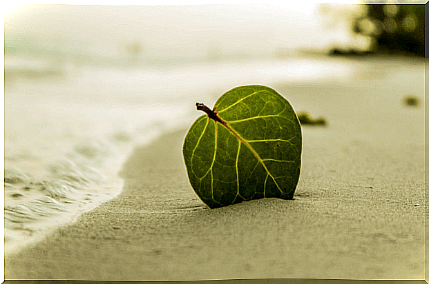 leaf-on-the-beach