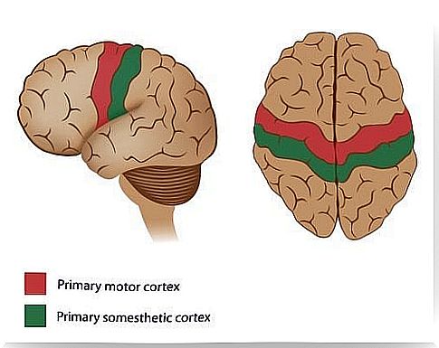 Areas of the motor cortex