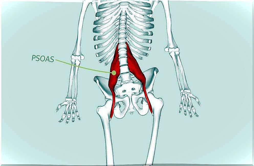 Drawing of the psoas