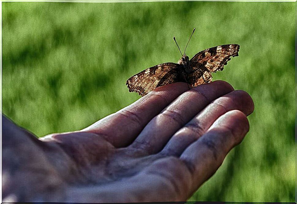 The tale of man and the butterfly: when helping doesn't help?